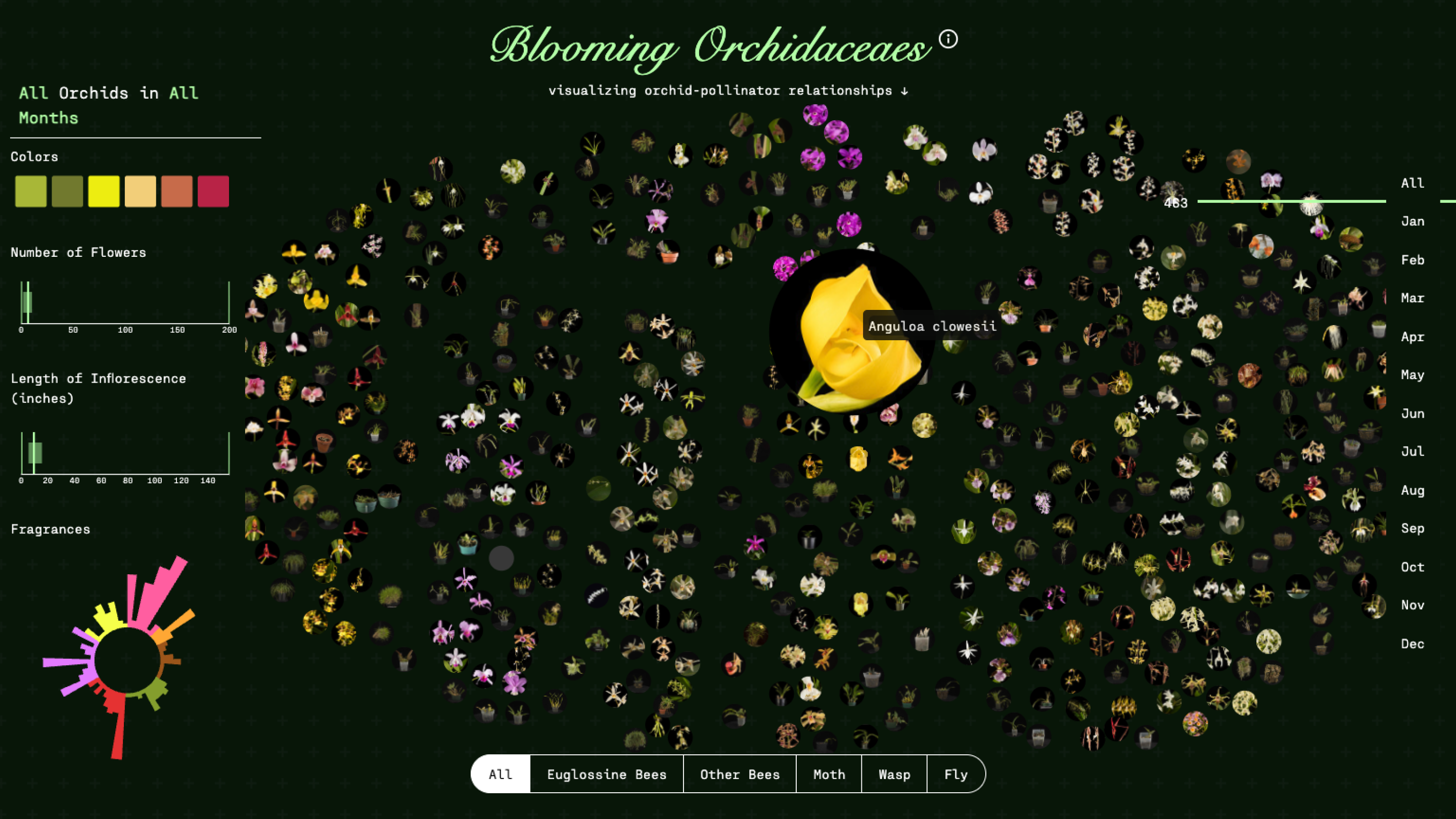 Blooming Orchids